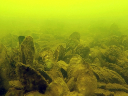 Underwater photo of an oyster reef in clouded, greenish-yellow water