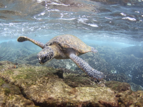 A sea turtle swimming in clear water. 
