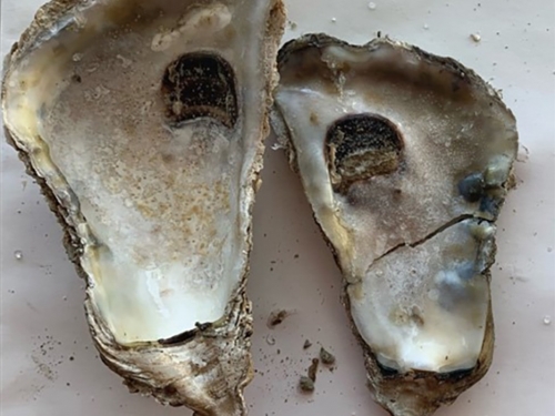 Two oyster shells, each with a deep brown hole near the top. The smaller shell on the right also has bluish-black bumps on it.