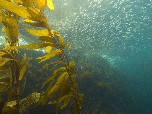 Underwater image of a school of small fish swimming among a plant with thin stems and long greenish leaves.