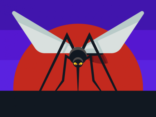 mosquito